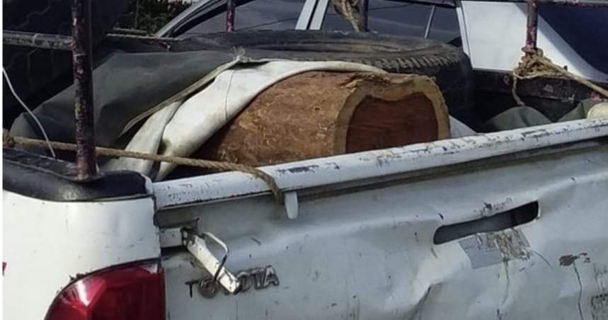 Ministerio Público investiga a dos ciudadanos por tráfico de vida silvestre