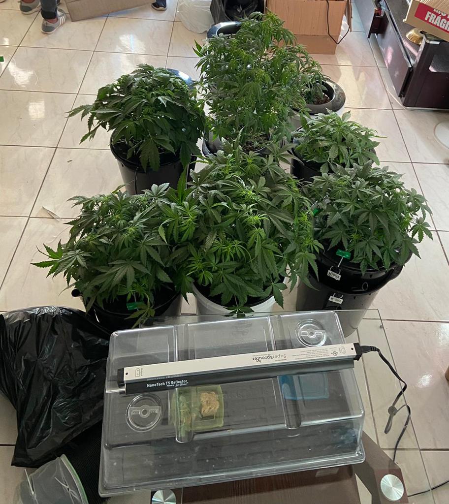Ordenan medida cautelar de detención  a vinculado a cultivo de marihuana en un apartamento