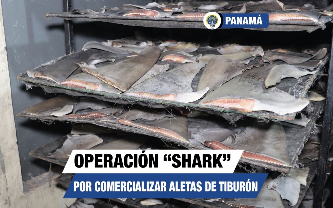 Procuraduría General de la Nación mediante la operación “Shark” desarticula red y se incautan toneladas de aleta de tiburón