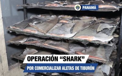 Procuraduría General de la Nación mediante la operación “Shark” desarticula red y se incautan toneladas de aleta de tiburón