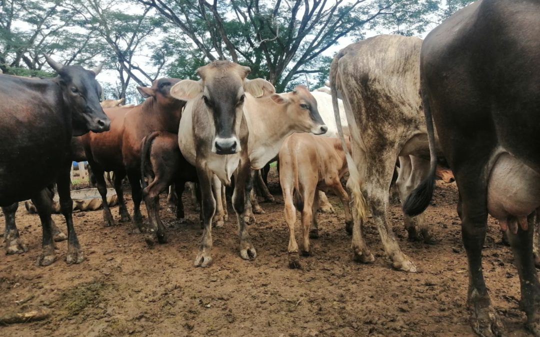 Procuraduría General de la Nación realiza inspección a la granja de la Escuela Normal Juan Demóstenes Arosemena por el delito de peculado