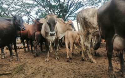 Procuraduría General de la Nación realiza inspección a la granja de la Escuela Normal Juan Demóstenes Arosemena por el delito de peculado