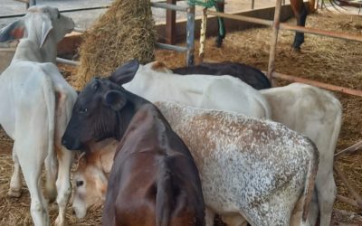 Fiscalía Regional de Panamá Oeste realiza operativo “Fierro 2” contra el hurto pecuario