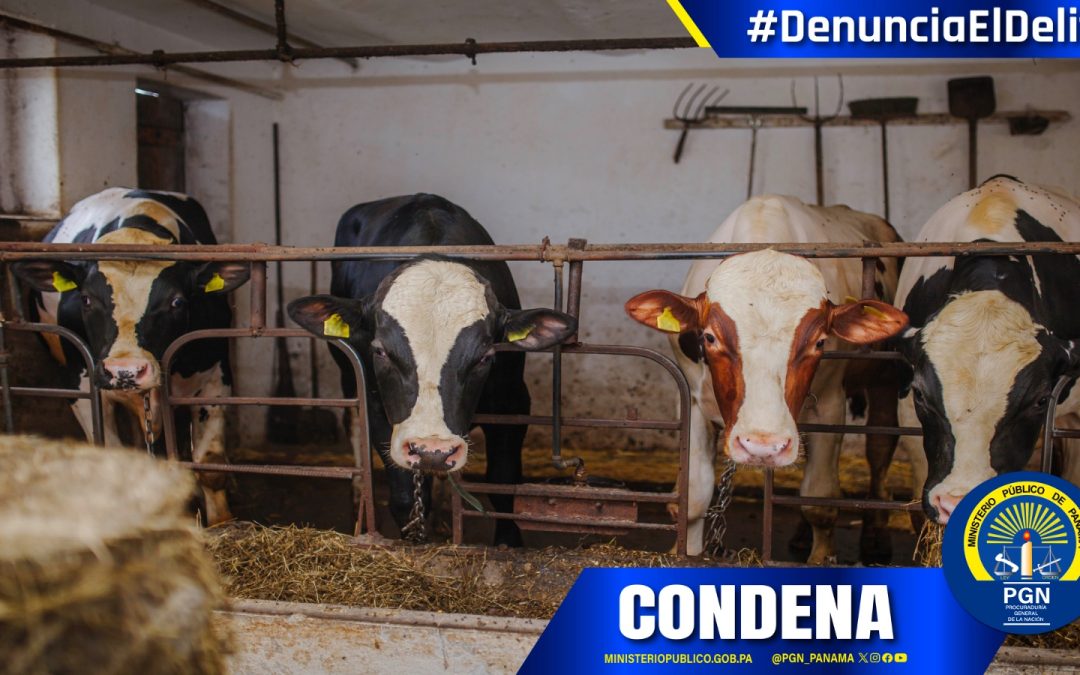 Hombre es condenado en Veraguas por delito de hurto pecuario