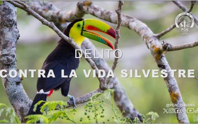 Imputan cargo a tres personas por el delito contra la vida silvestre tras el decomiso de ejemplares de pepino de mar