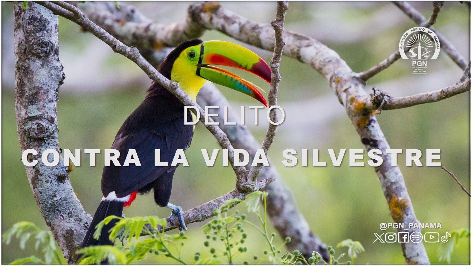 Imputan cargo a tres personas por el delito contra la vida silvestre tras el decomiso de ejemplares de pepino de mar