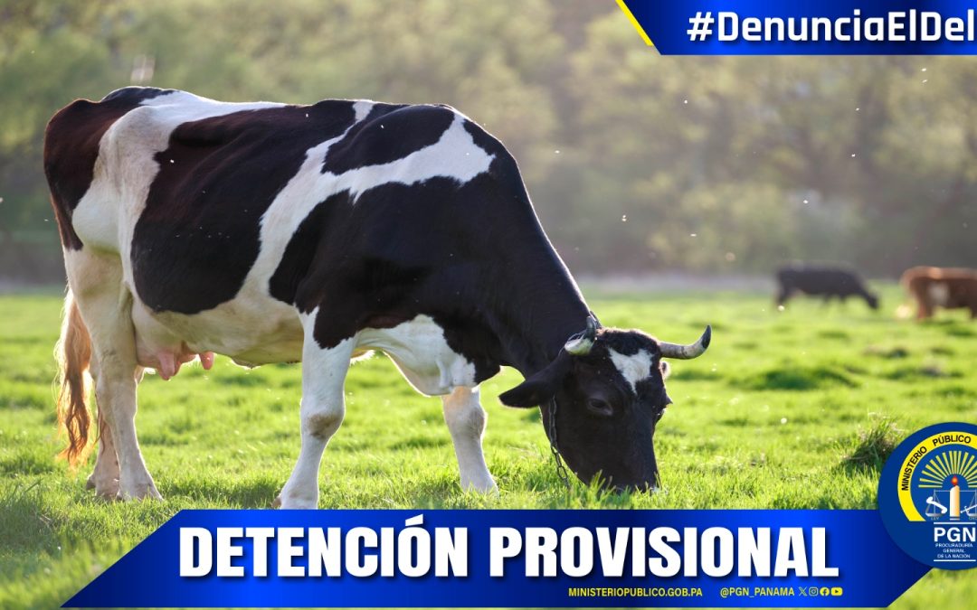 Fiscalía Regional Los Santos logra la detención de una persona por el delito de hurto pecuario