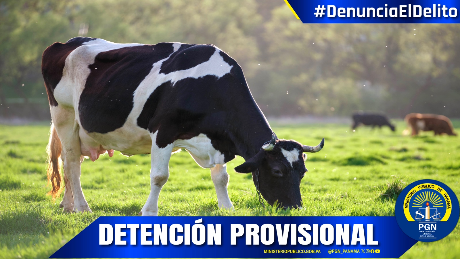 Decretan la detención provisional para un hombre por el delito de hurto pecuario