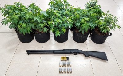 Ordenan detención para un colombiano por cultivo de plantas para producir droga y posesión ilícita de armas en Arraiján