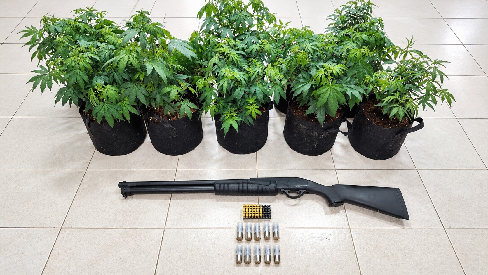 Ordenan detención para un colombiano por cultivo de plantas para producir droga y posesión ilícita de armas en Arraiján