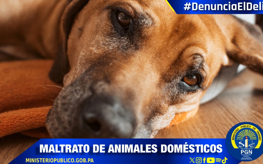 Detienen a un ciudadano por el delito de maltrato de animales domésticos