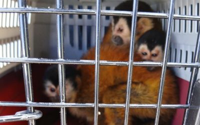 Imputan cargo a un hombre por el delito contra la vida silvestre por el traslado ilegal de tres especies en peligro de extinción