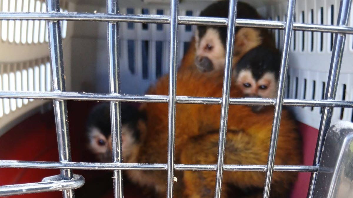 Imputan cargo a un hombre por el delito contra la vida silvestre por el traslado ilegal de tres especies en peligro de extinción