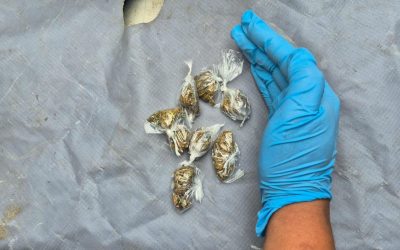 Mediante la operación “Impacto”, 13 personas fueron aprehendidas por microtráfico