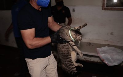 Continúan las investigaciones por parte de la Fiscalía de Ambiente en caso de albergues de animales