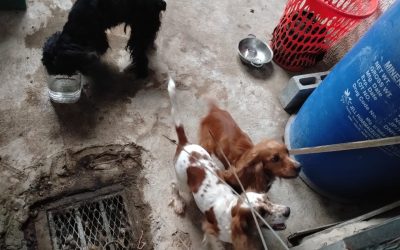 PGN rescata a tres caninos tras denuncia por presunto maltrato de animales domésticos