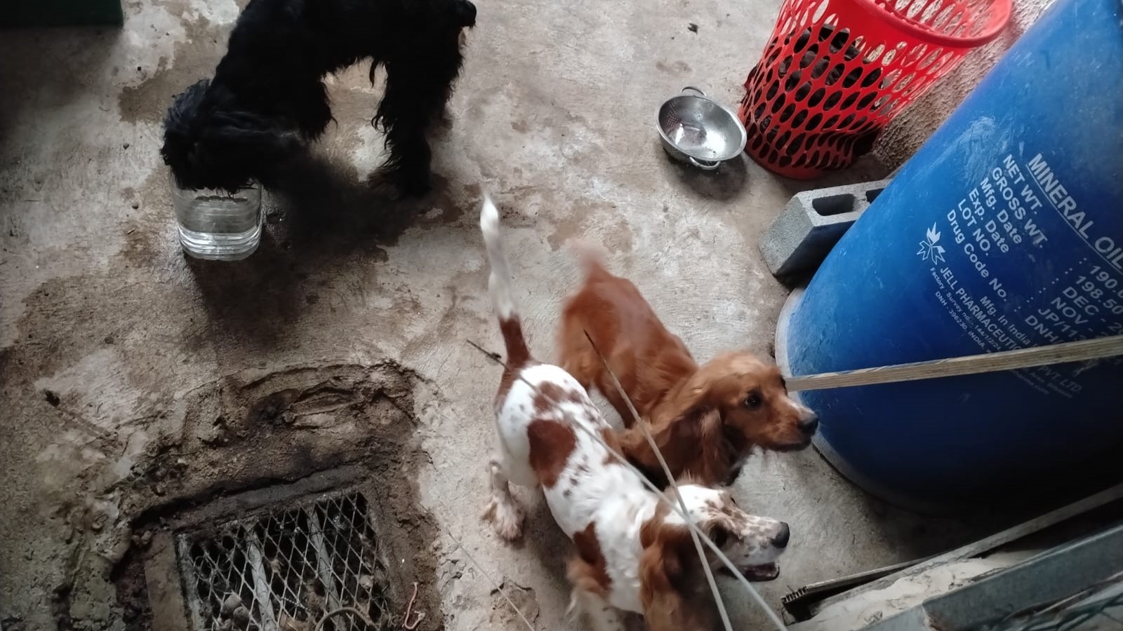 PGN rescata a tres caninos tras denuncia por presunto maltrato de animales domésticos