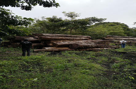 MP a través de la Fiscalía de Ambiente incauta madera en Chepo